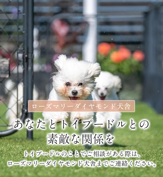 ローズマリーダイヤモンド犬舎